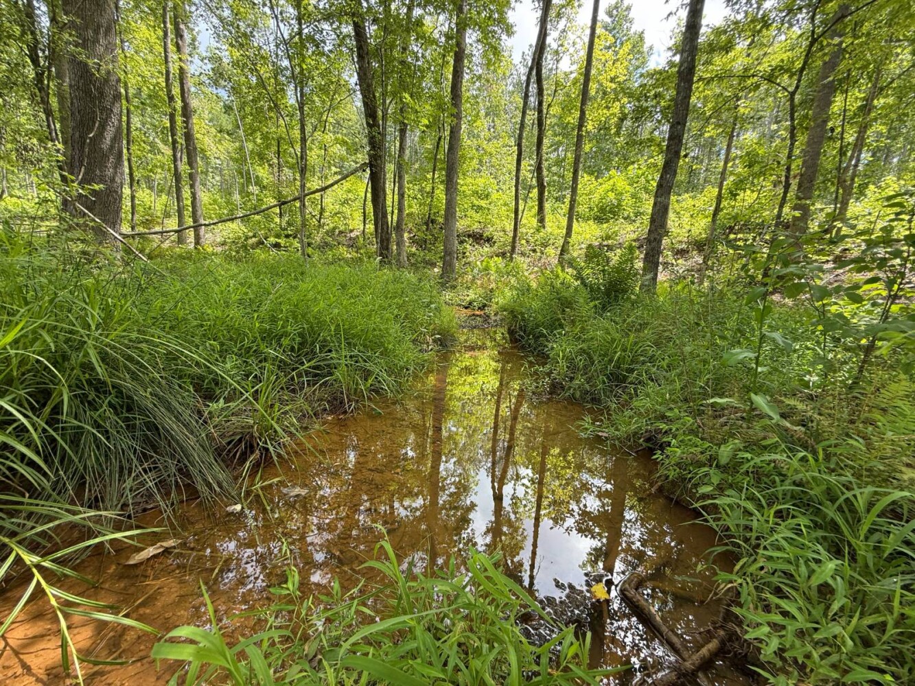 Land for Sale in Cleburne County, AL (4 of 25)