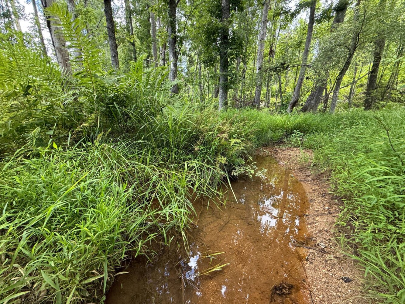 Land for Sale in Cleburne County, AL (11 of 25)