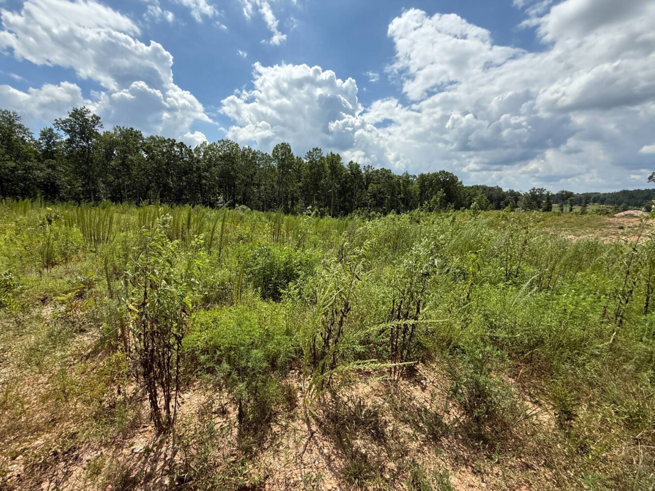 Land for Sale in Cleburne County, AL (14 of 25)