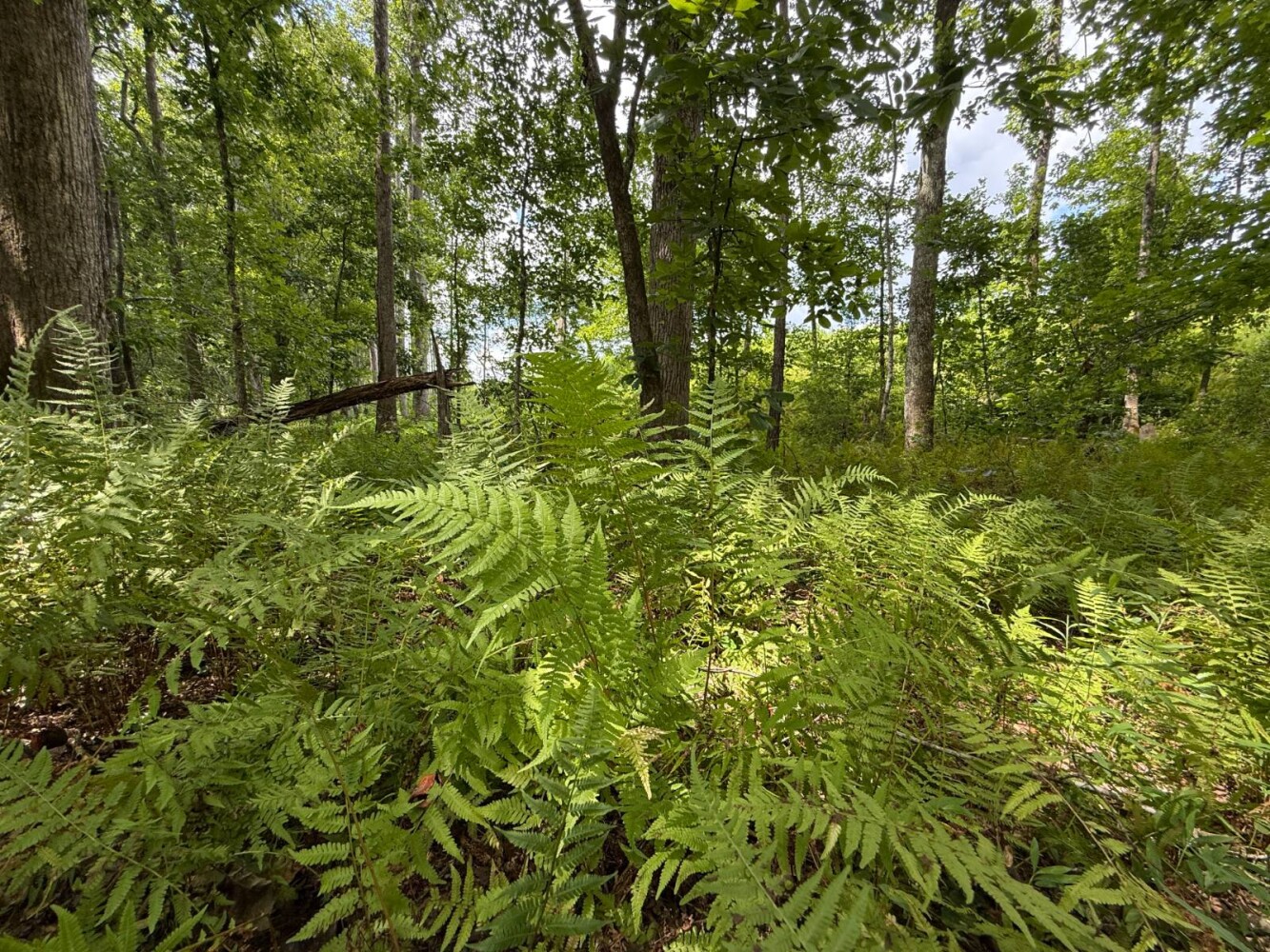 Land for Sale in Cleburne County, AL (15 of 25)