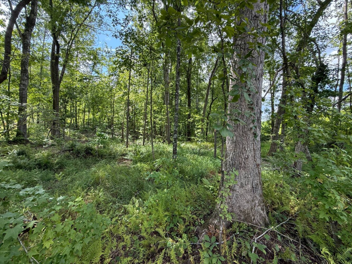 Land for Sale in Cleburne County, AL (16 of 25)