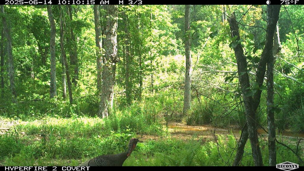Land for Sale in Cleburne County, AL (22 of 25)