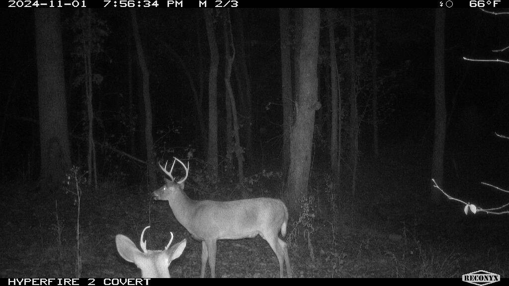 Land for Sale in Cleburne County, AL (23 of 25)