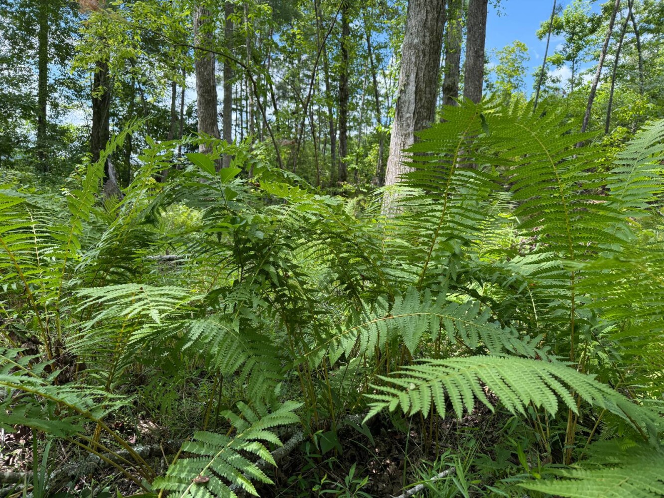 Land for Sale in Cleburne County, AL (24 of 25)