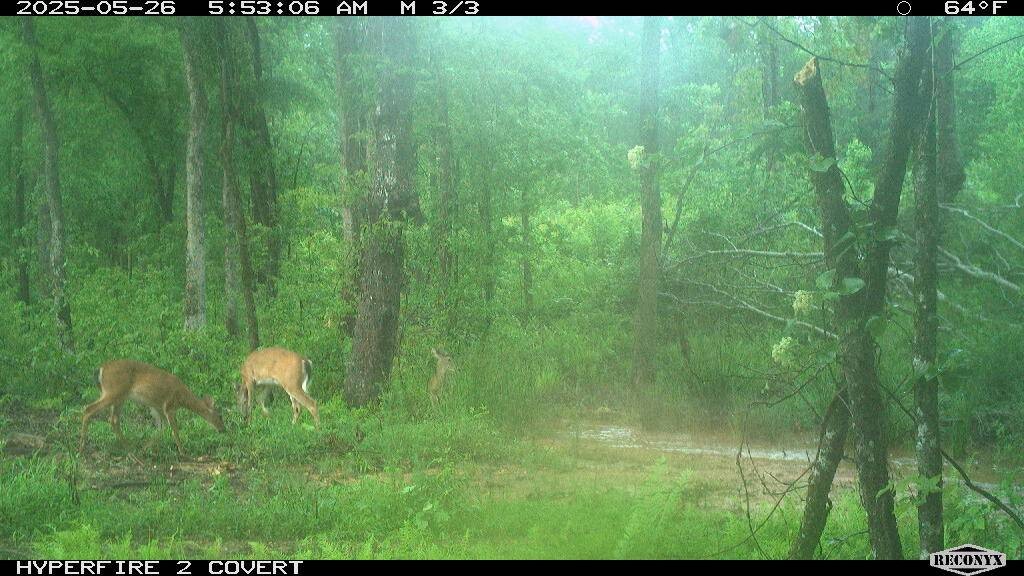 Land for Sale in Cleburne County, AL (25 of 25)