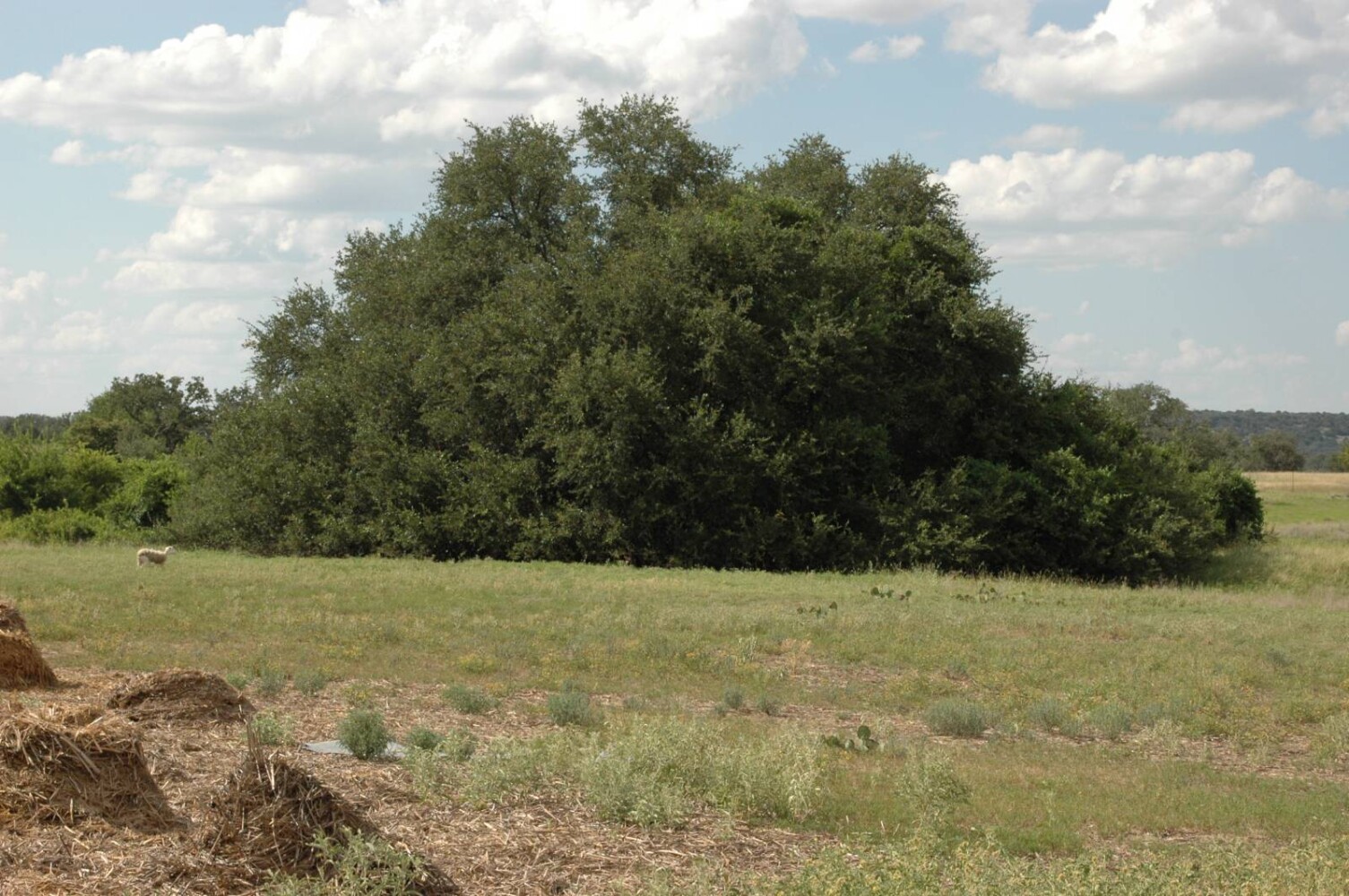 Land for Sale in Mills County, TX (9 of 22)