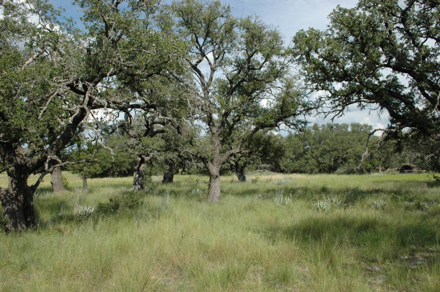 Land for Sale in Mills County, TX (13 of 22)