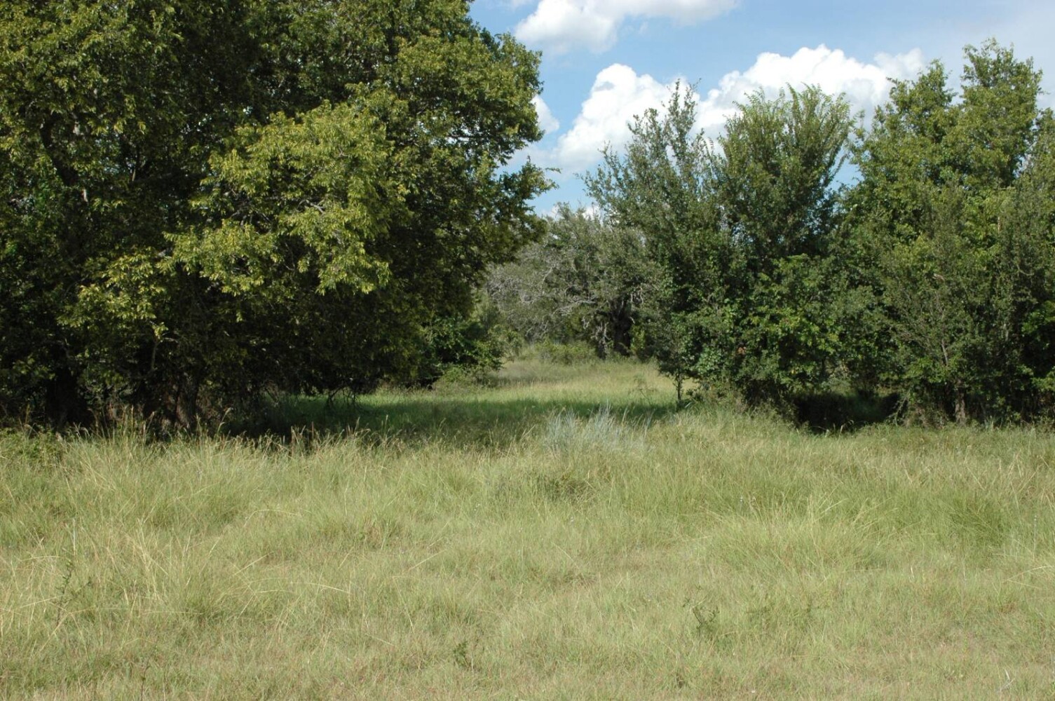 Land for Sale in Mills County, TX (16 of 22)