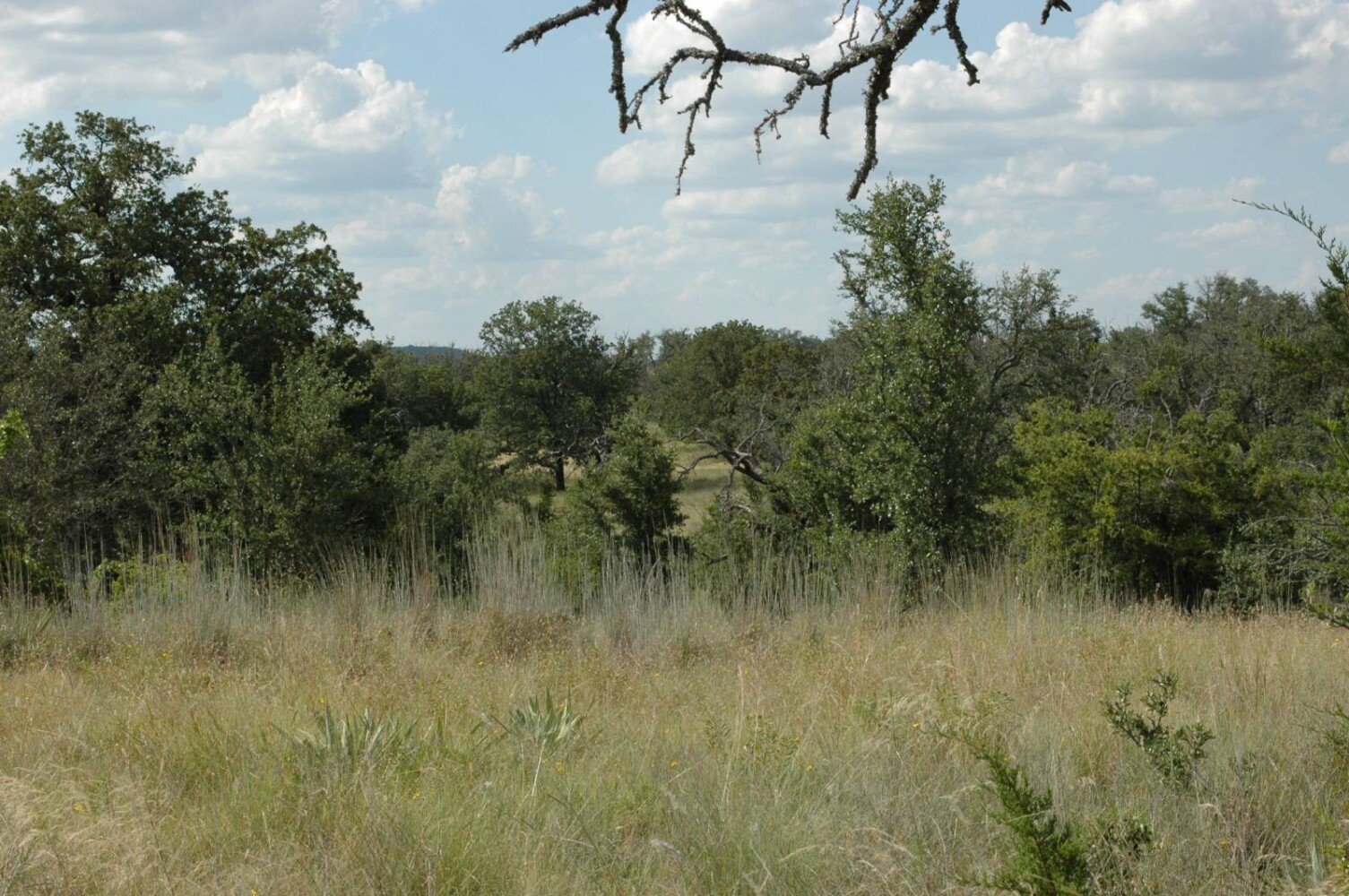 Land for Sale in Mills County, TX (17 of 22)
