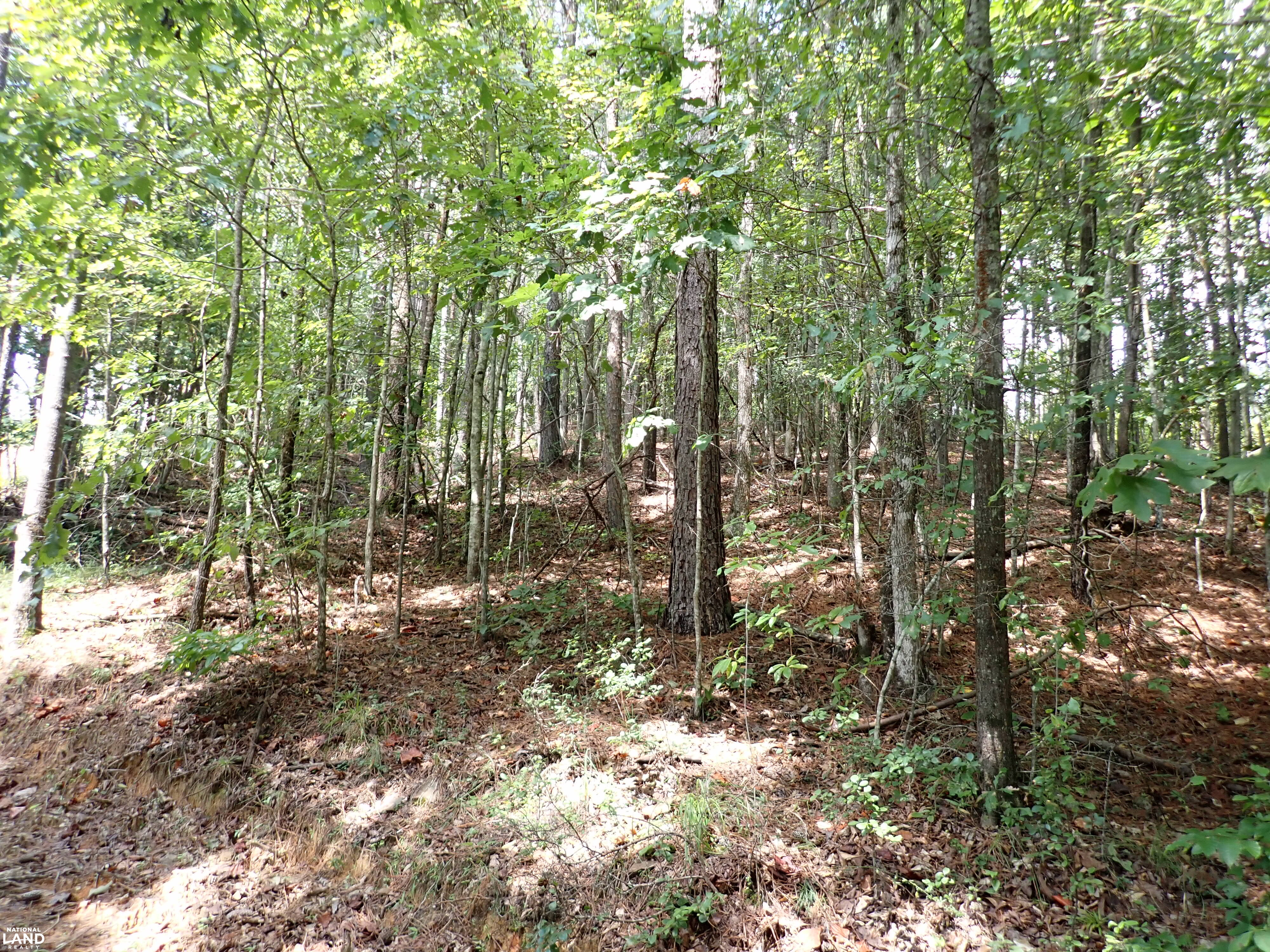 Bankston Timber & Hunting Tract in Fayette County, Alabama (13 Photos ...