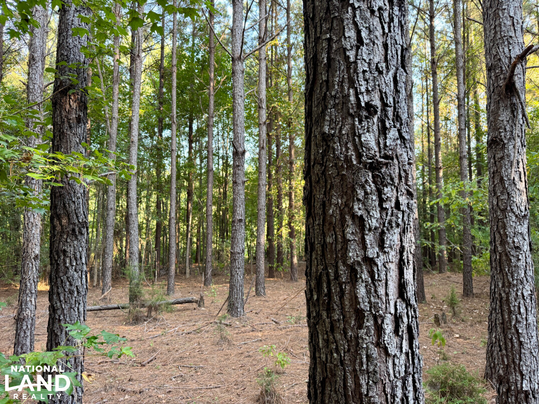Furman Hills Creek Black Belt Hunting & Timber Tract in Wilcox County ...