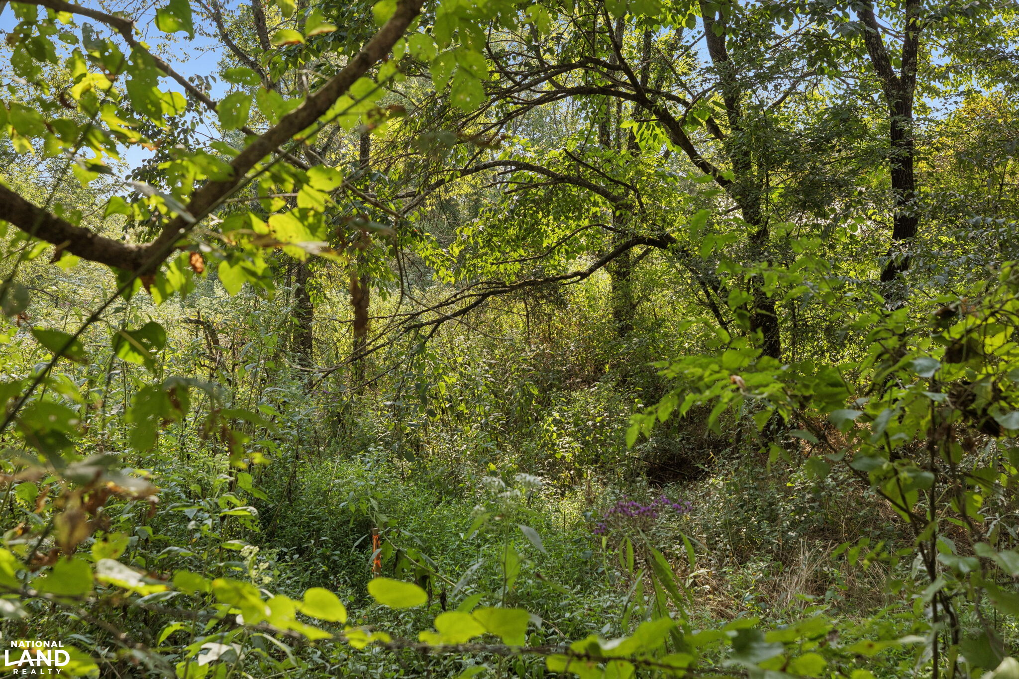 Shoal Creek Ridge Lot 4 in Giles County, Tennessee (12 Photos ...