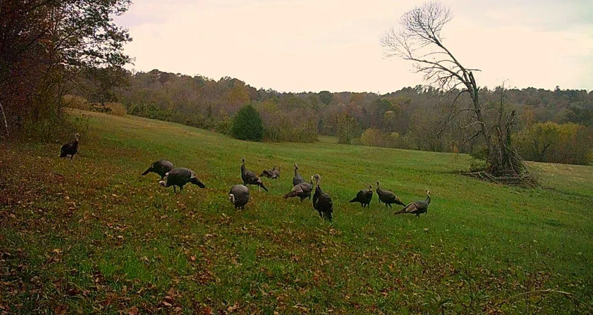 1345 Jenkins Road, Bowling Green, KY, 42101