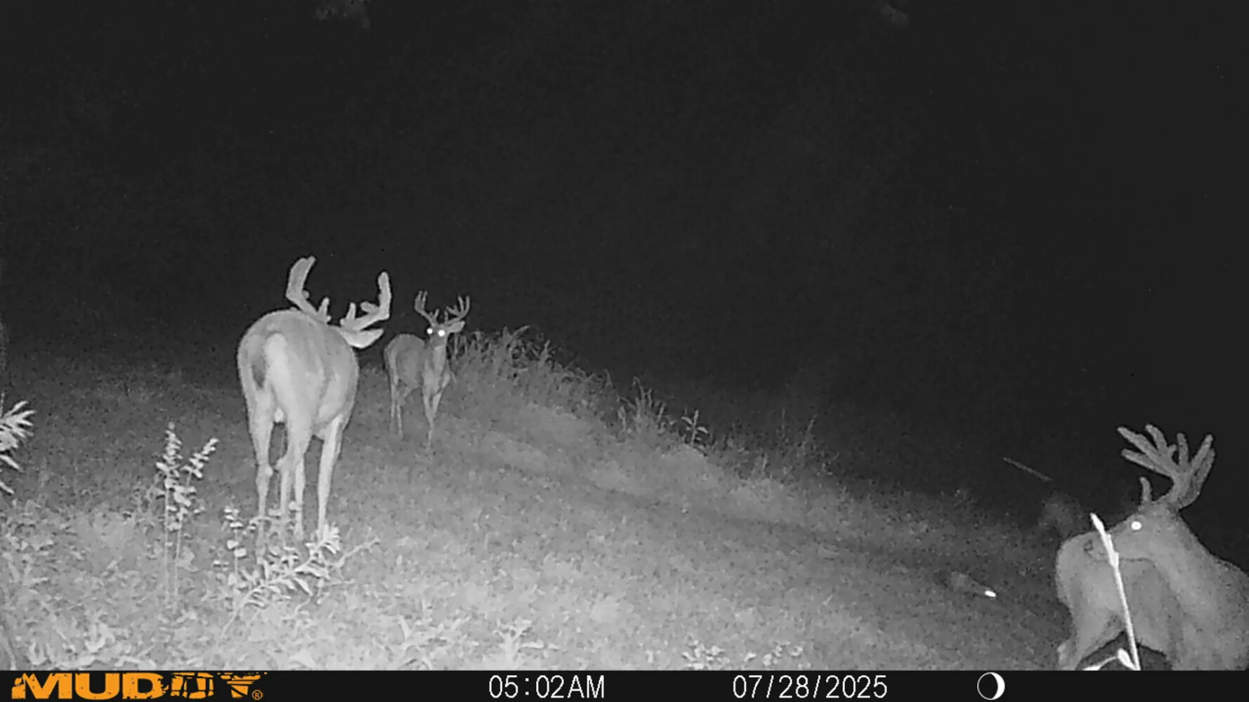 1345 Jenkins Road, Bowling Green, KY, 42101