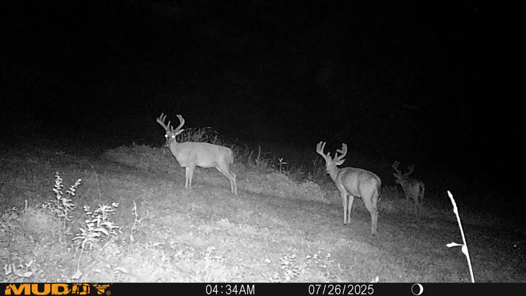 1345 Jenkins Road, Bowling Green, KY, 42101