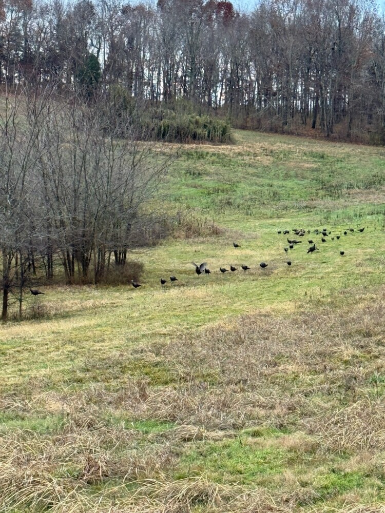 1345 Jenkins Road, Bowling Green, KY, 42101