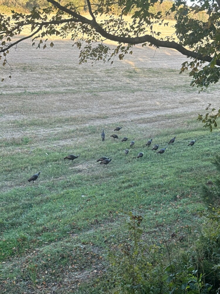 1345 Jenkins Road, Bowling Green, KY, 42101