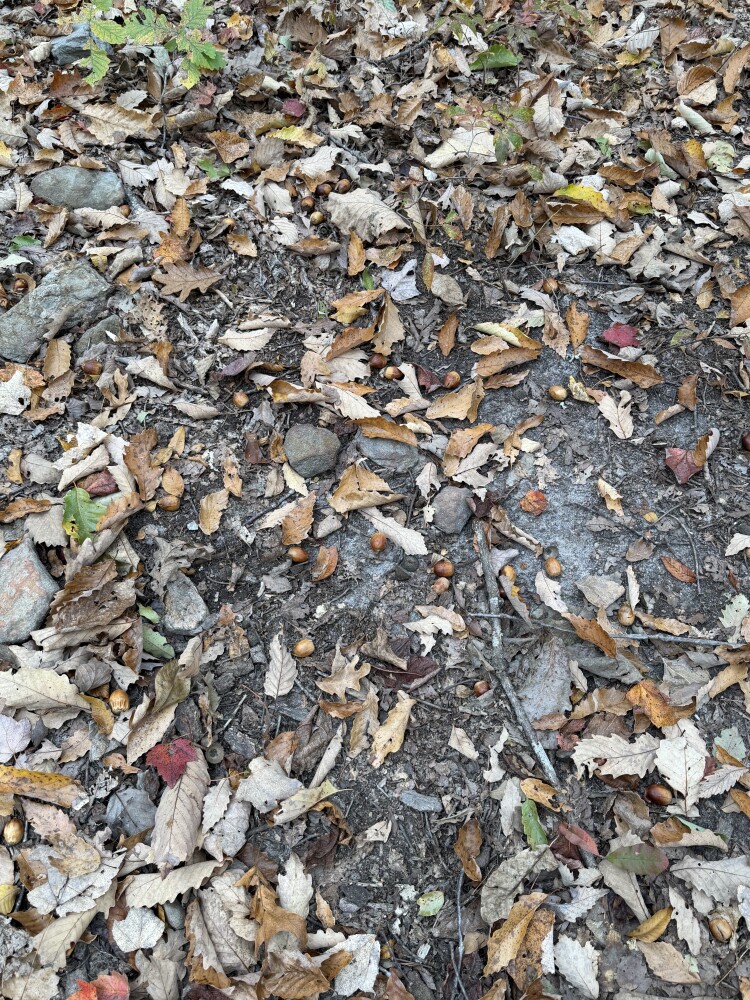 609 Ball Mountain Ln, Shipman, VA, 22971