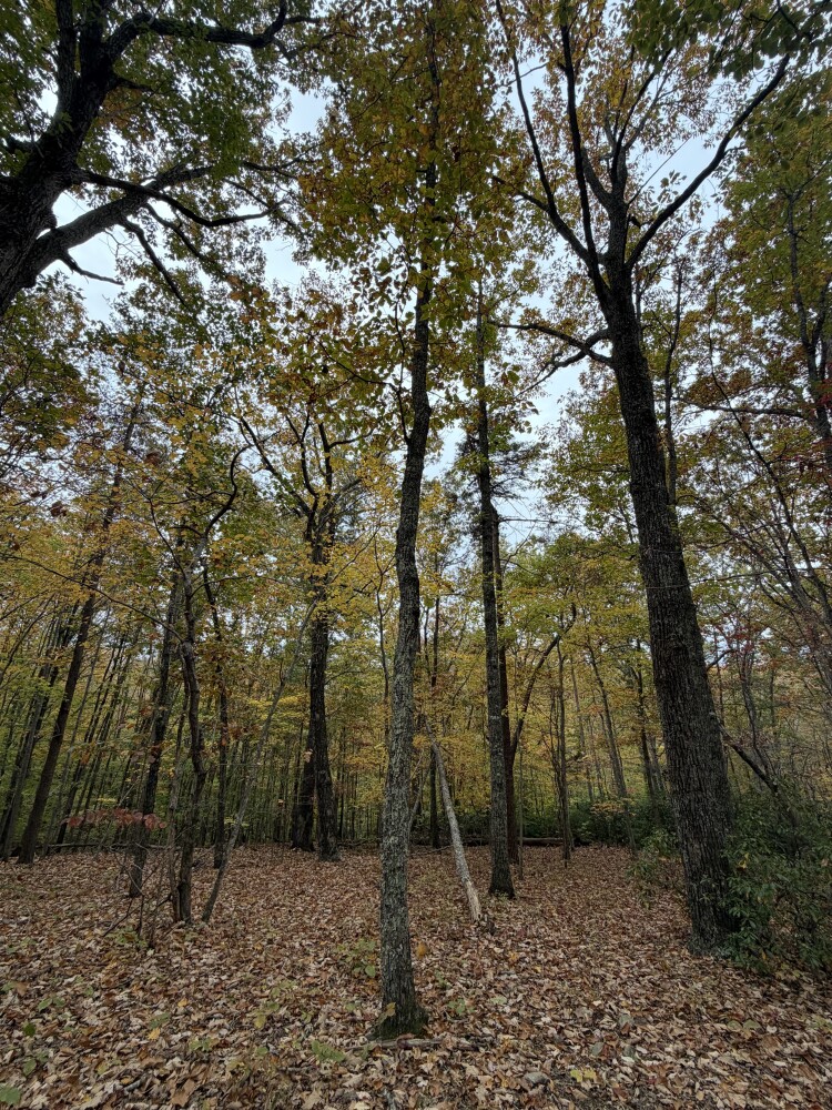 609 Ball Mountain Ln, Shipman, VA, 22971