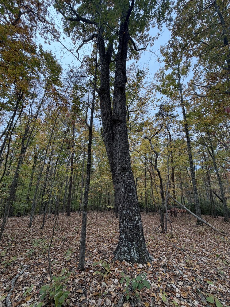 609 Ball Mountain Ln, Shipman, VA, 22971