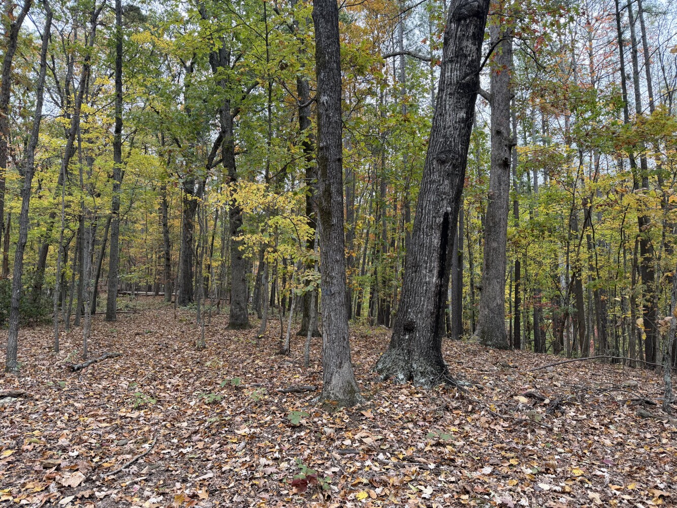 609 Ball Mountain Ln, Shipman, VA, 22971