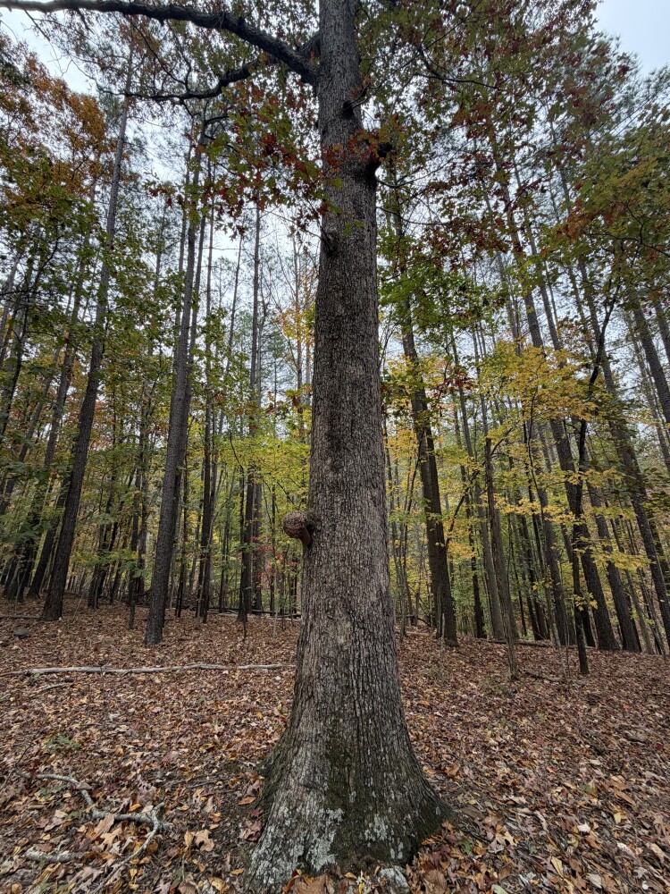 609 Ball Mountain Ln, Shipman, VA, 22971