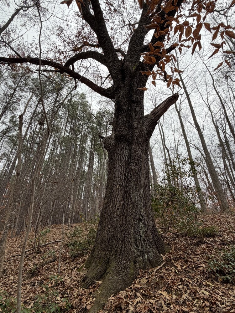 609 Ball Mountain Ln, Shipman, VA, 22971