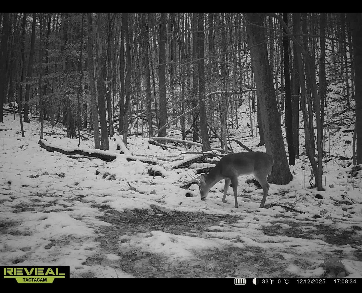 609 Ball Mountain Ln, Shipman, VA, 22971