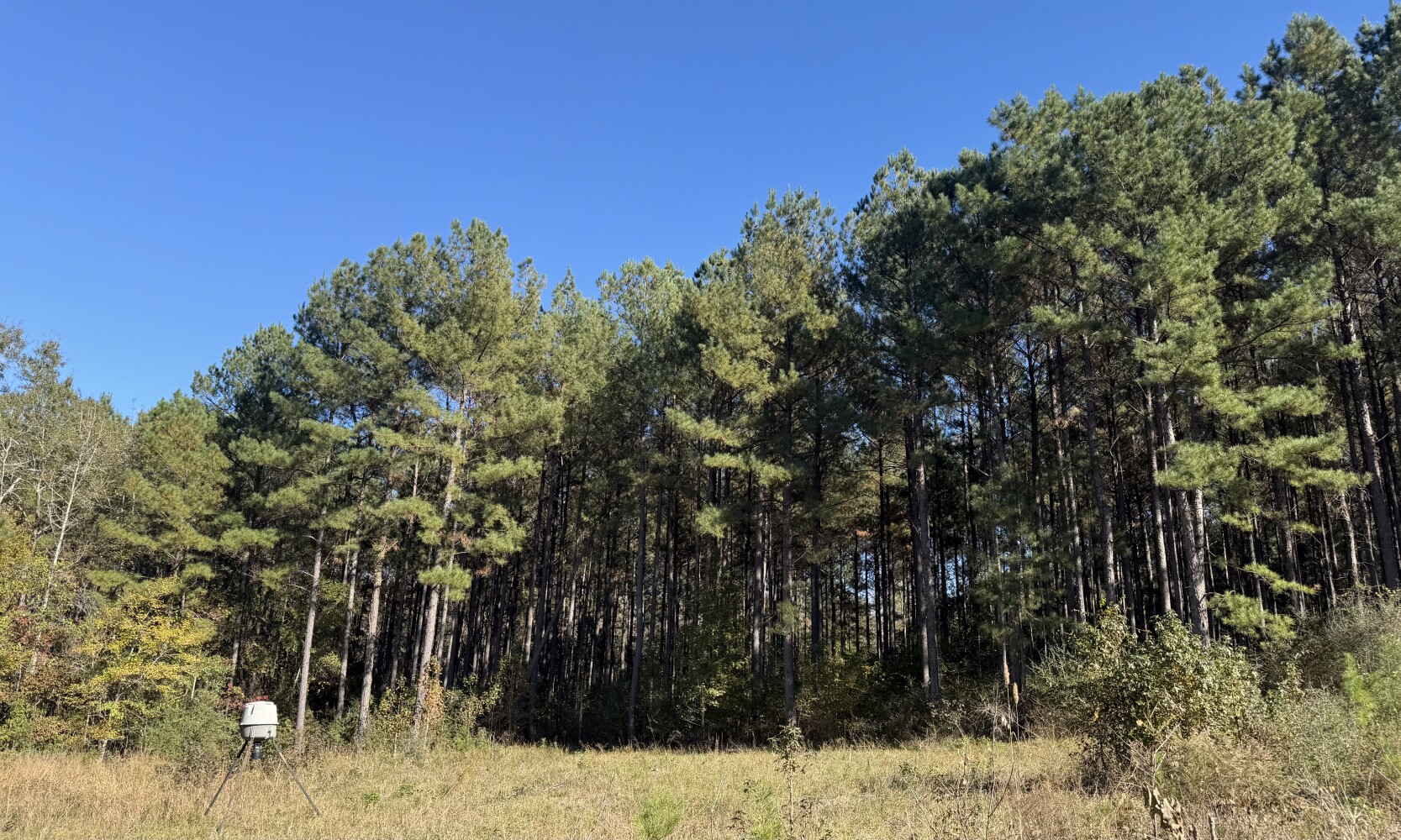 Recreational Tract & Timber Investment Near Elba in Coffee County ...
