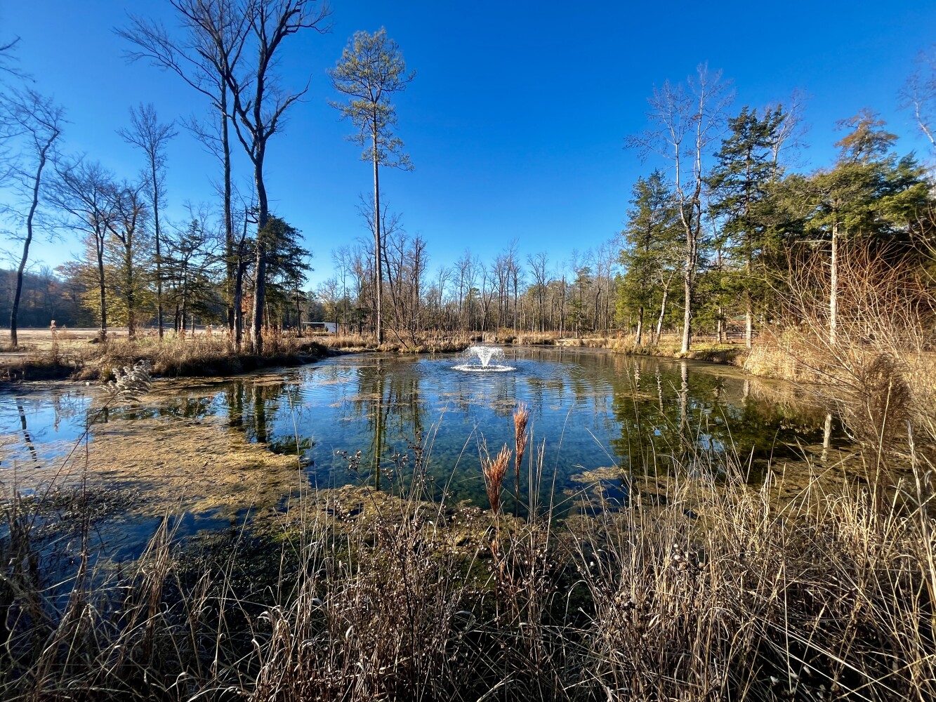 5343 A County Road 16, Montevallo, AL, 35115