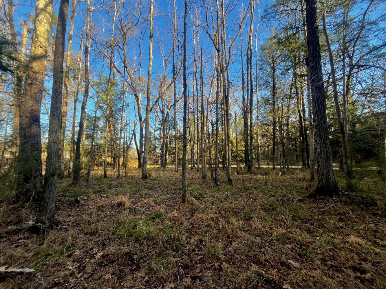 5343 A County Road 16, Montevallo, AL, 35115