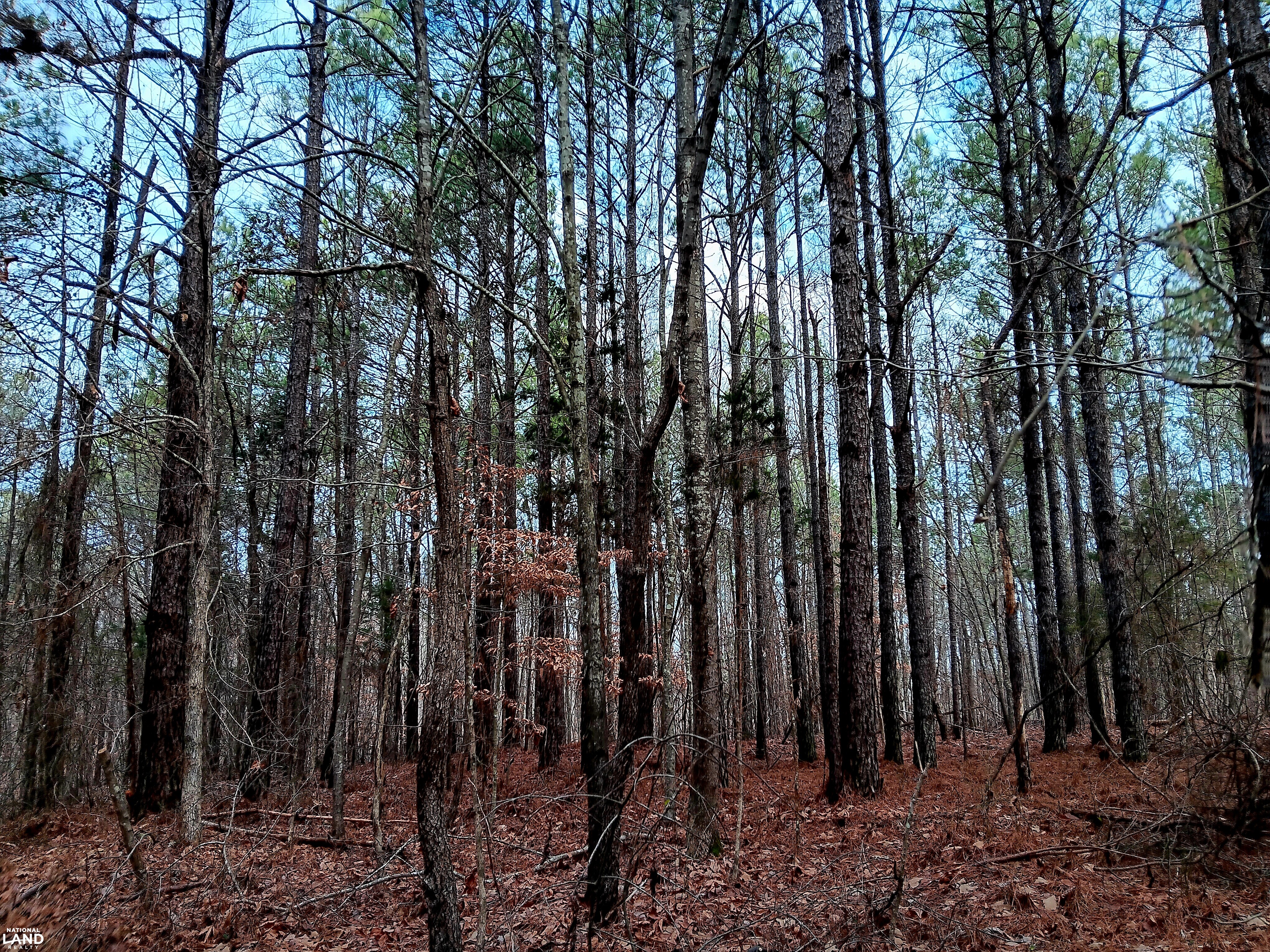 Pea Ridge Recreation and Homesite 4 in Marion County, Alabama (28 ...