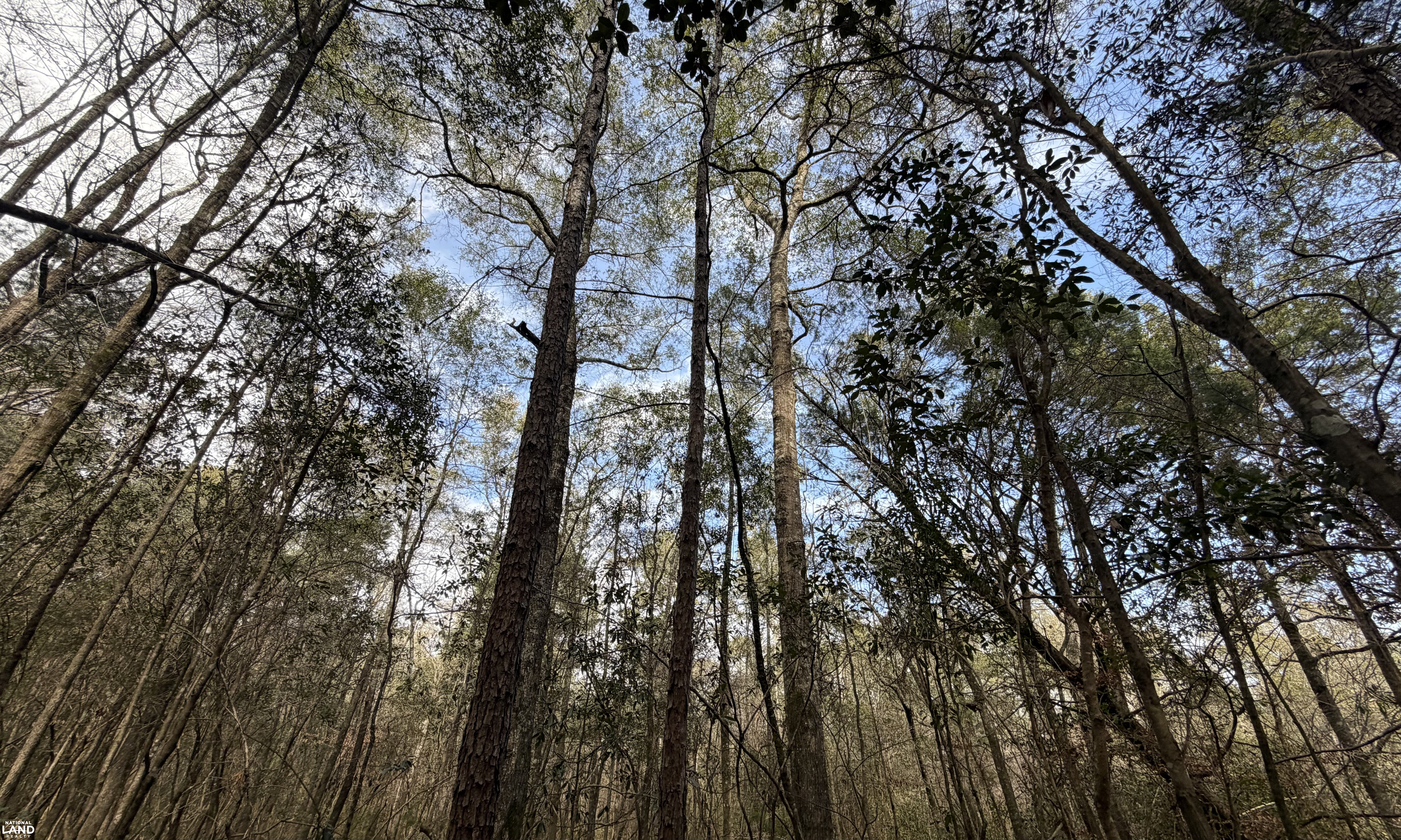 Tiger Drive Timber Tract in Coffee County, Alabama (15 Photos ...