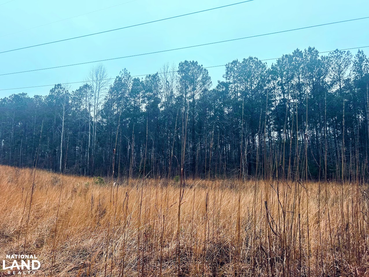 Limestone Ridge Power Line Powerline Ridge Preserve in Baldwin County, Georgia (20 Photos ...