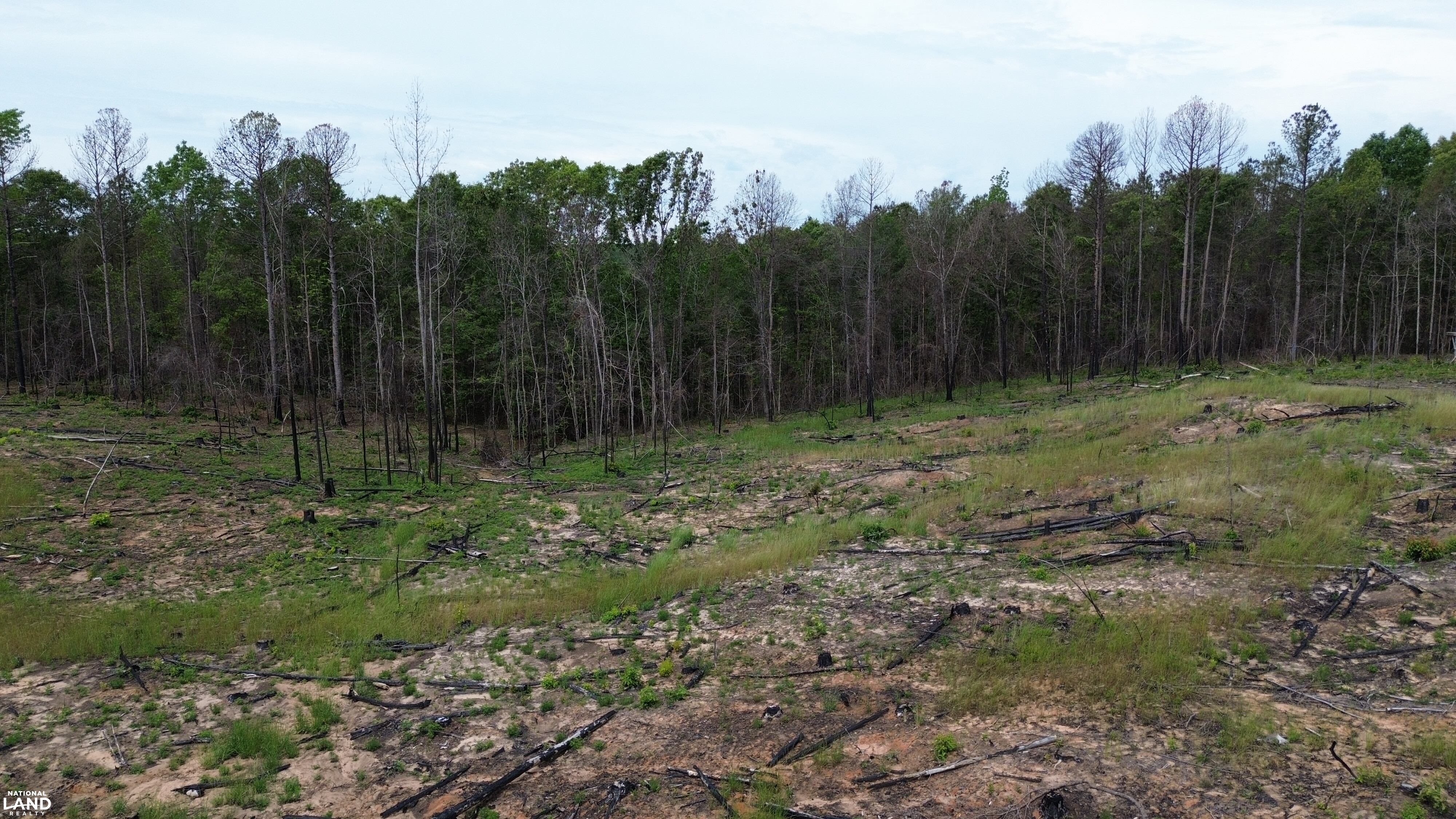 Tree Farm Road in Lamar County, Alabama (31 Photos) | National Land Realty