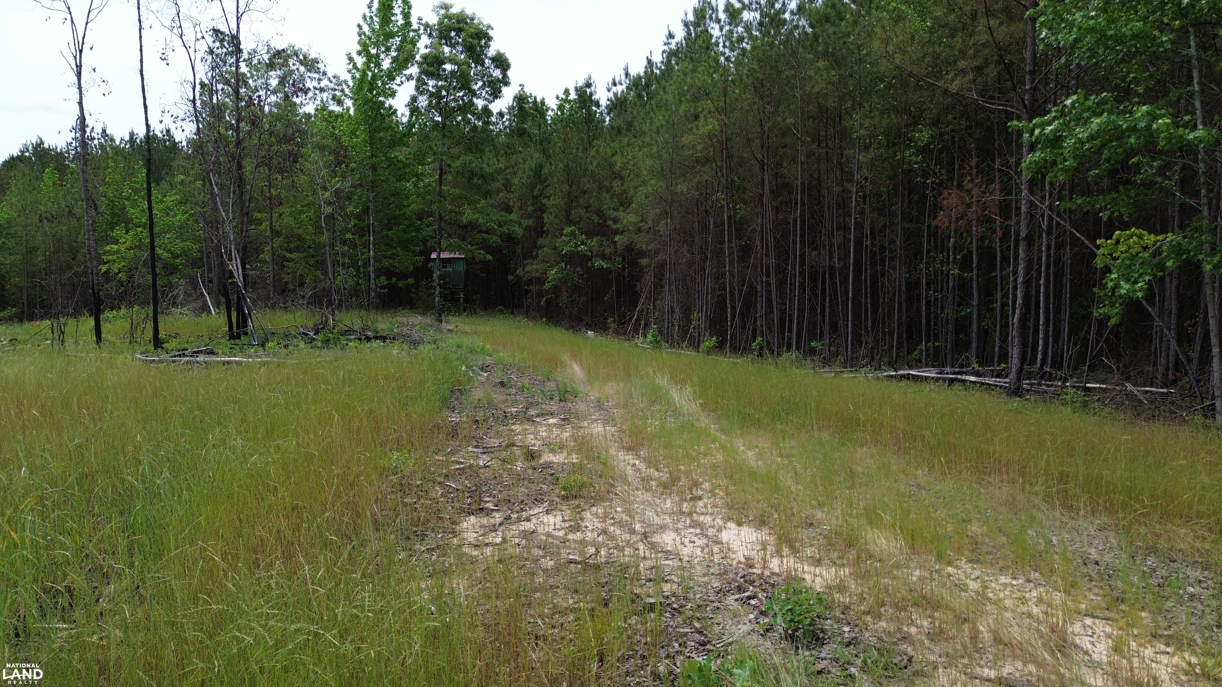 Tree Farm Road in Lamar County, Alabama (31 Photos) | National Land Realty