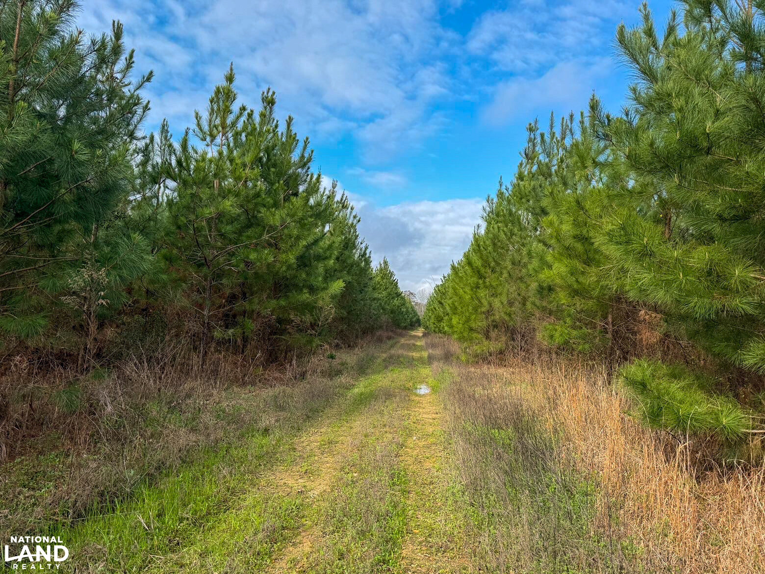 Chitto 2 S Raiwind Bogue Chitto Hunting and Timber Investment in Dallas County, Alabama ...
