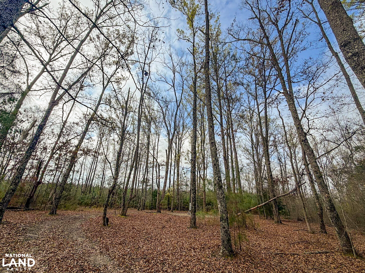Chitto 2 S Raiwind Bogue Chitto Hunting and Timber Investment in Dallas County, Alabama ...