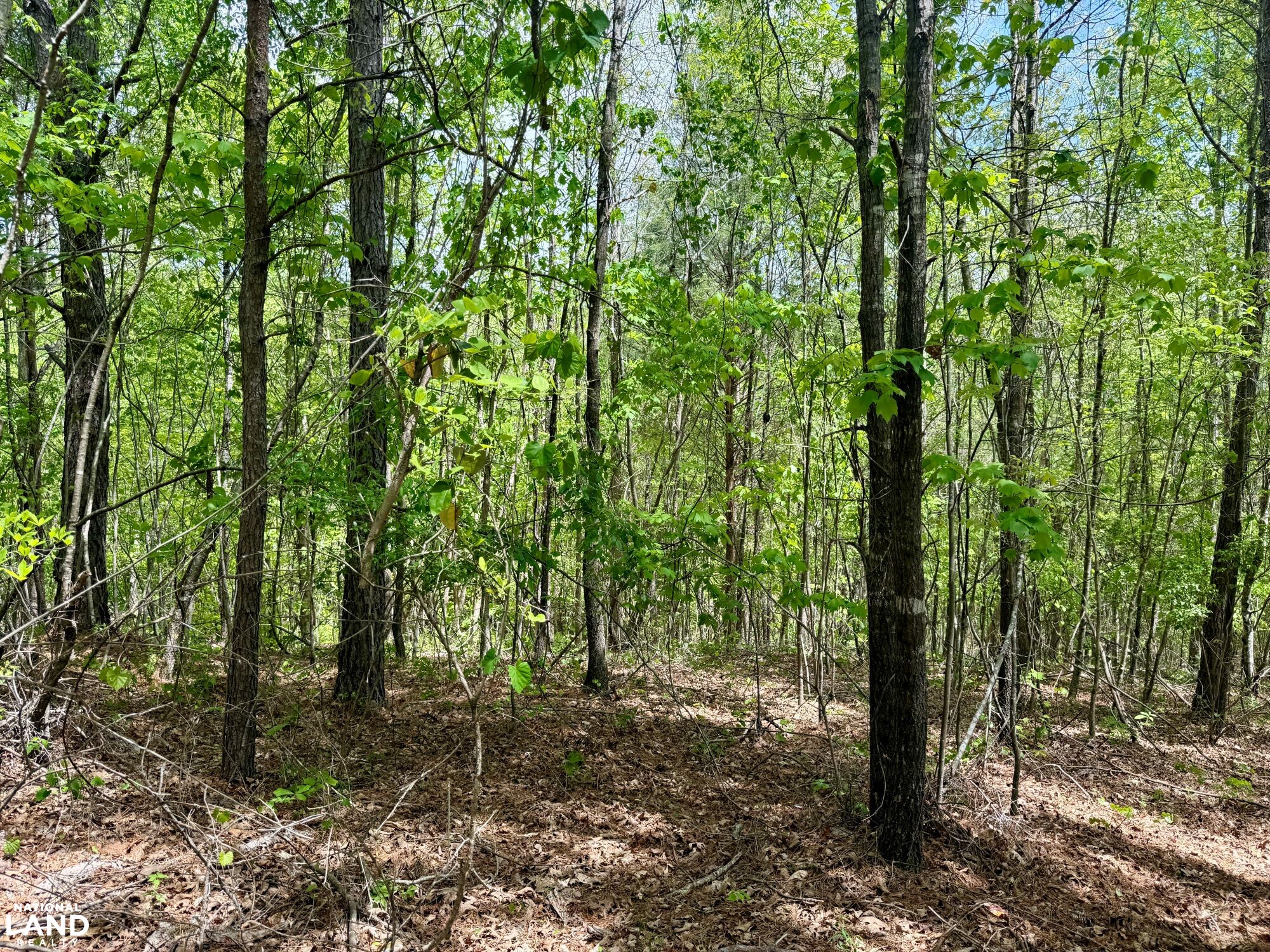 Forest Rd042 Bankhead Forest Co Rd 3022 Homestead/Recreational Tract in Winston ...