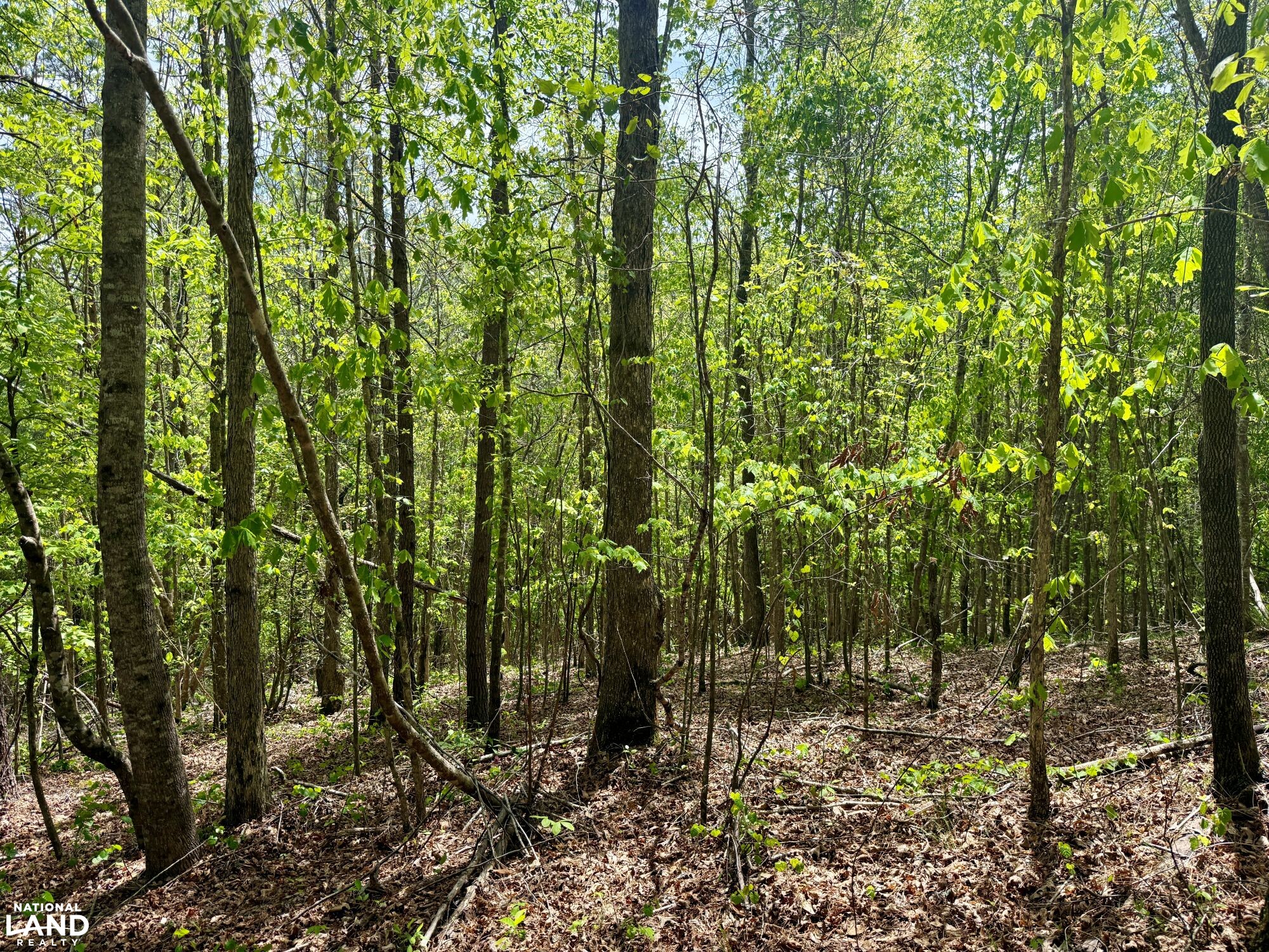 Forest Rd042 Bankhead Forest Co Rd 3022 Homestead/Recreational Tract in Winston ...