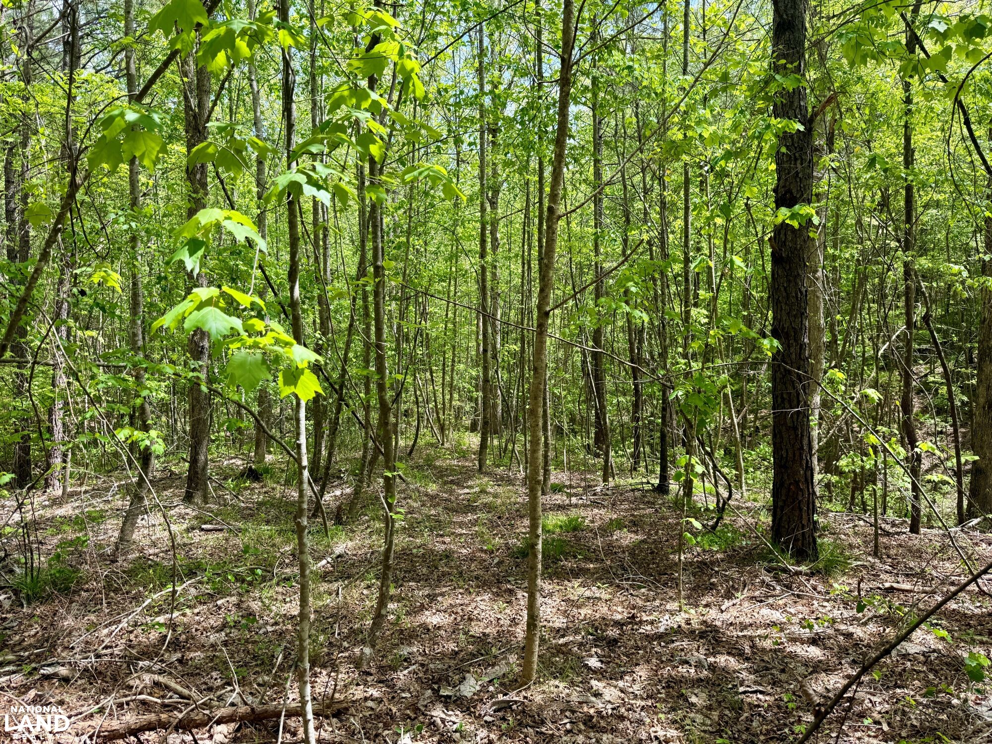 Forest Rd042 Bankhead Forest Co Rd 3022 Homestead/Recreational Tract in Winston ...