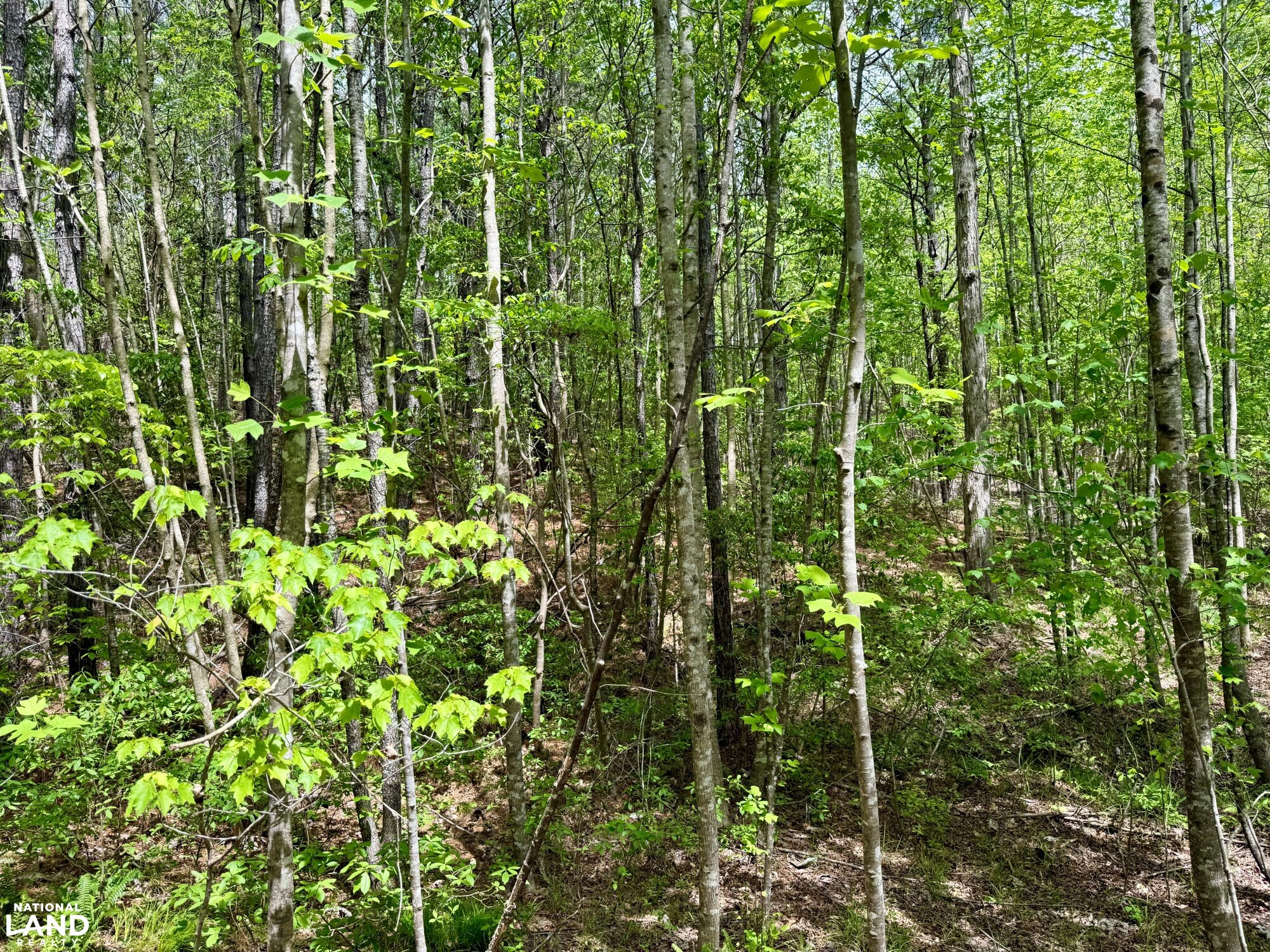 Forest Rd042 Bankhead Forest Co Rd 3022 Homestead/Recreational Tract in Winston ...