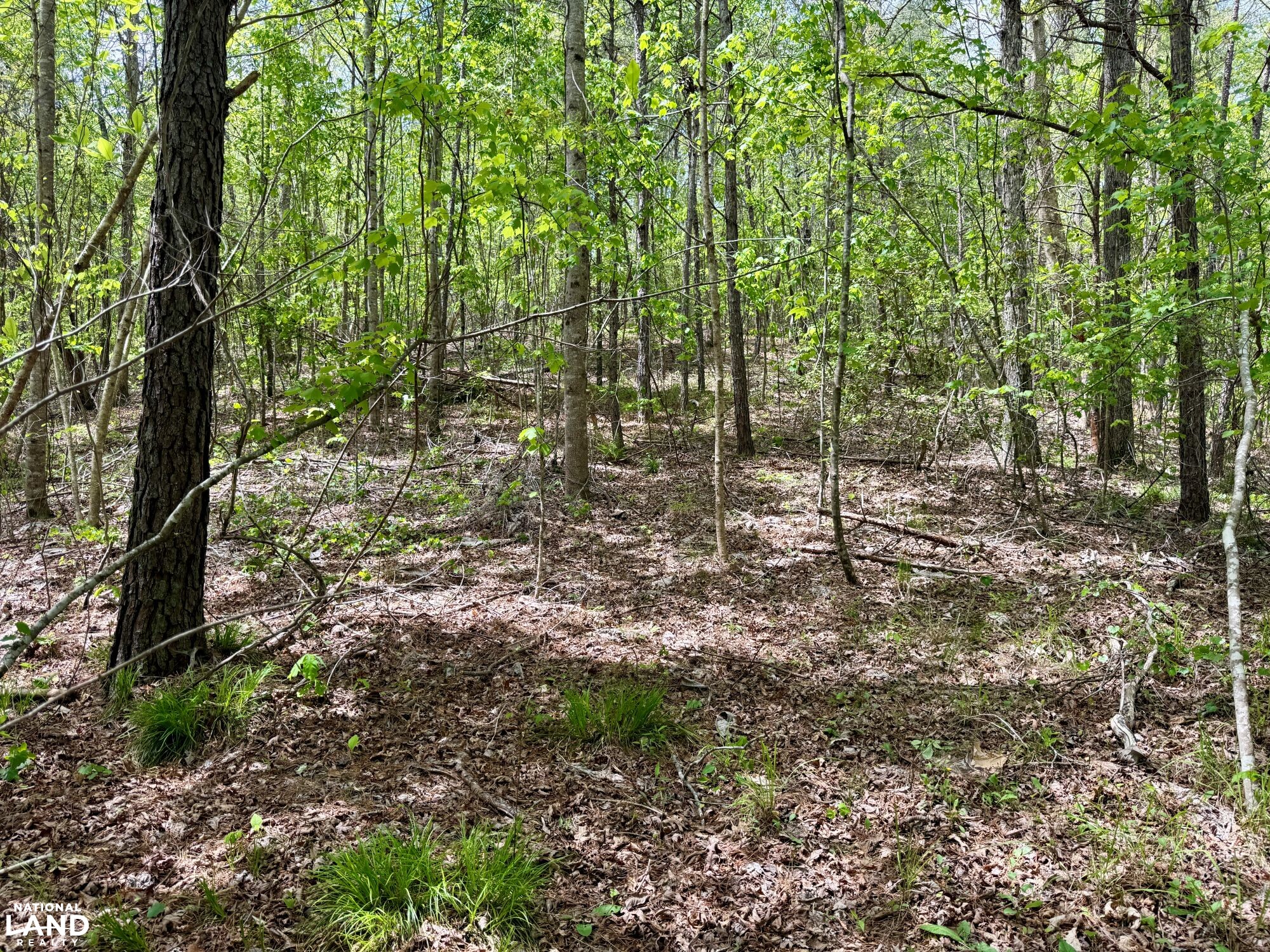 Forest Rd042 Bankhead Forest Co Rd 3022 Homestead/Recreational Tract in Winston ...