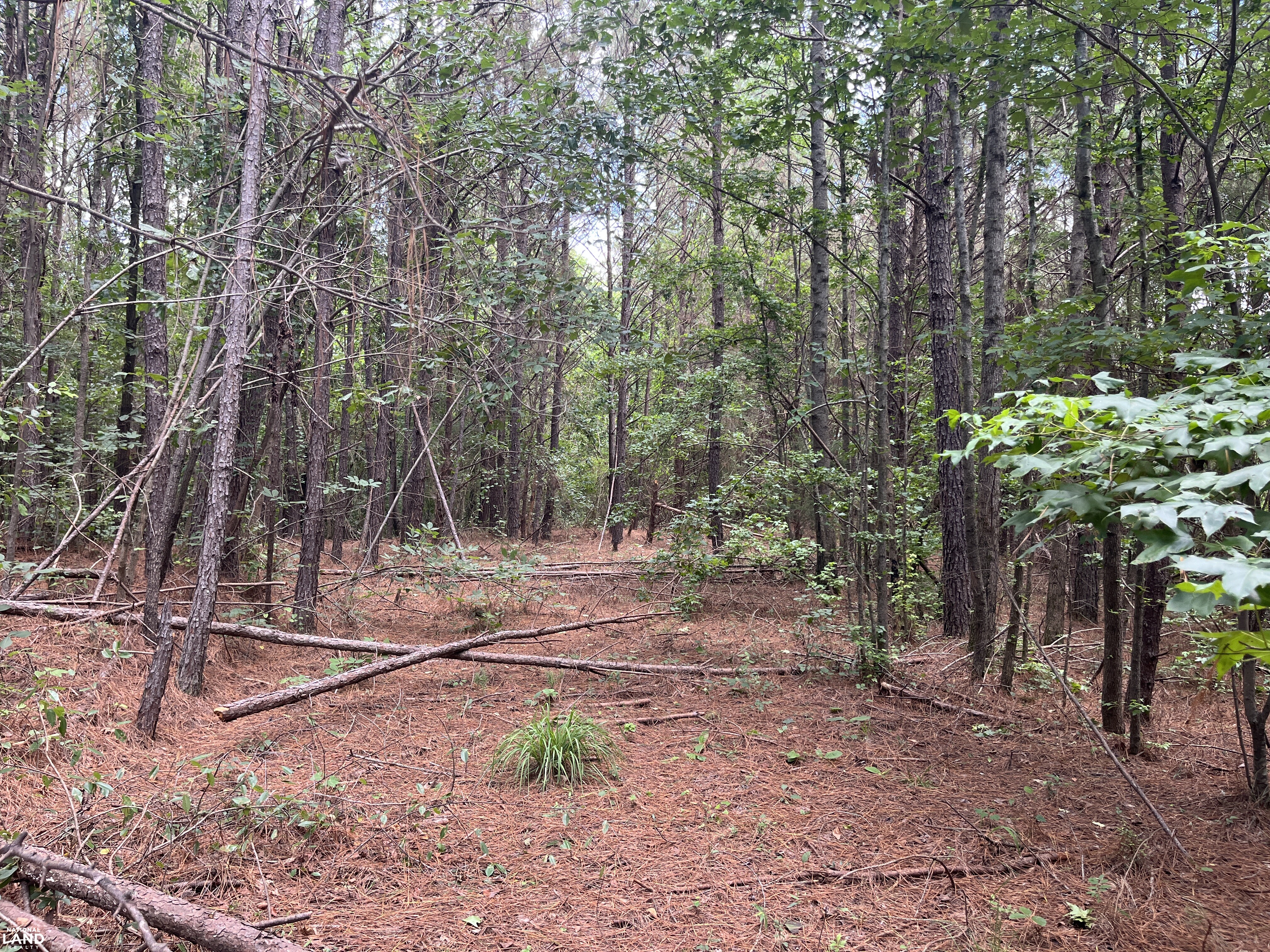 Eldridge Timber Investment and Rural Homesites in Walker County ...