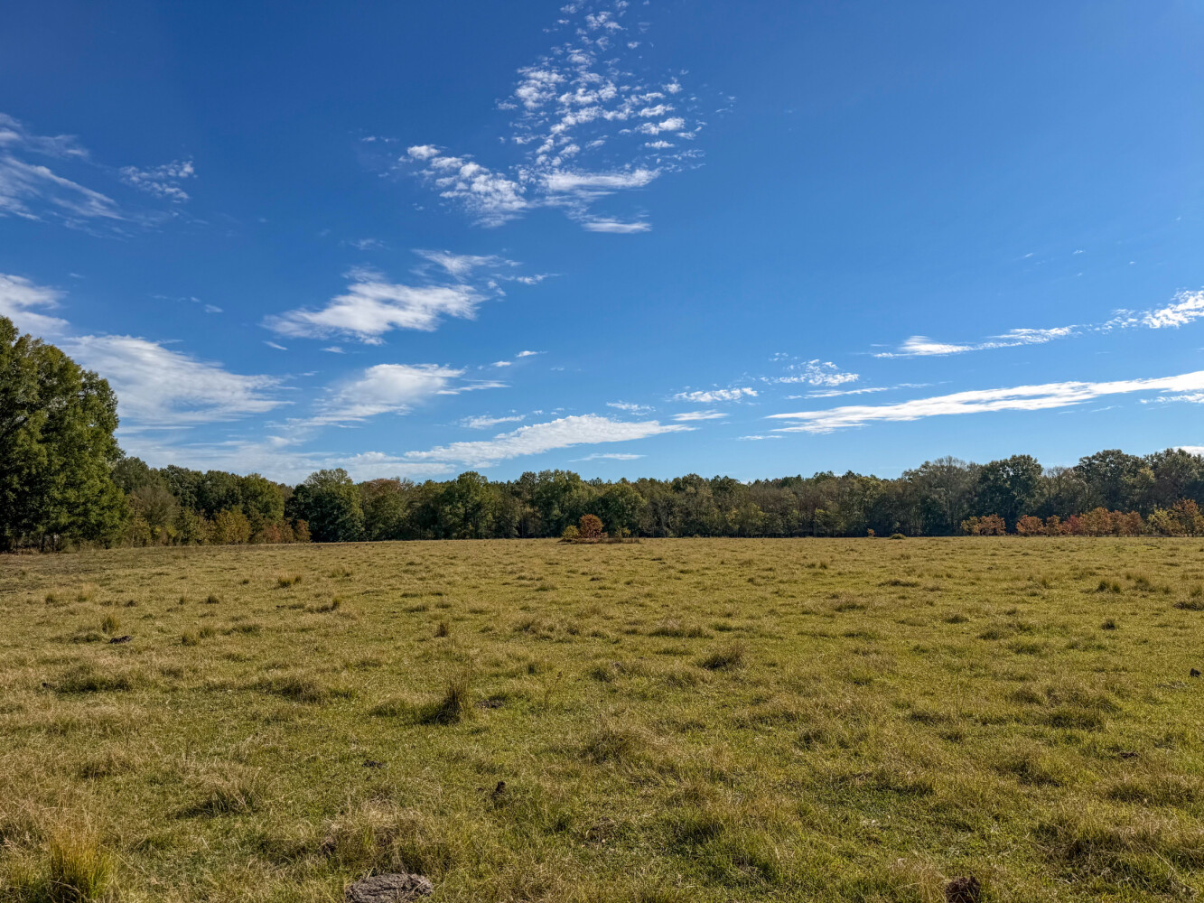 136 acres in Perry County, AL: hunting land for sale near Marion Junction, AL