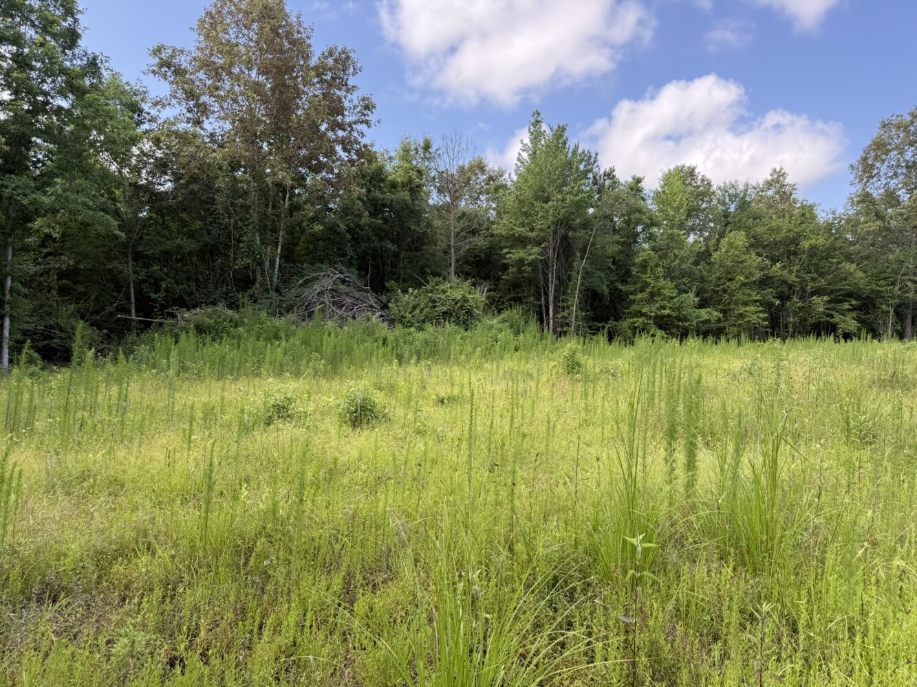 65-Acre Hunting Land for Sale, Drew County, AR, photo 3 of 13