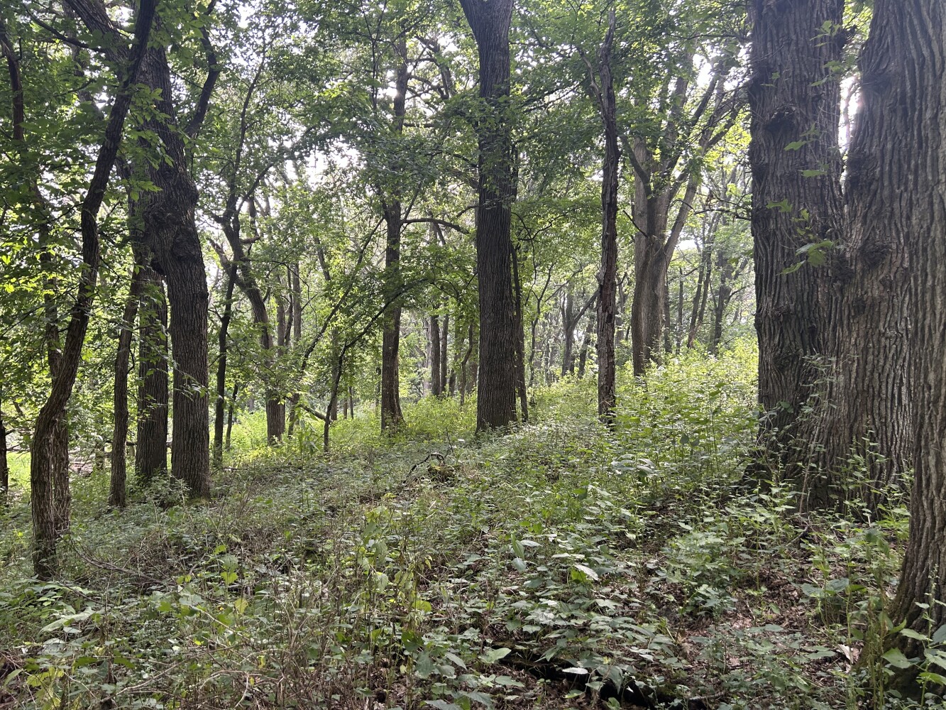 Photo 40 of 50 of land listing at 0123 County Road, Schuyler, NE 68661