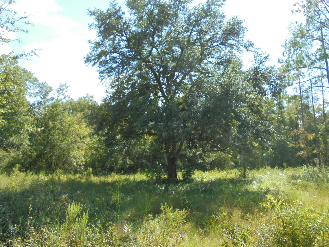00 111th Drive, O'Brien, FL 32071