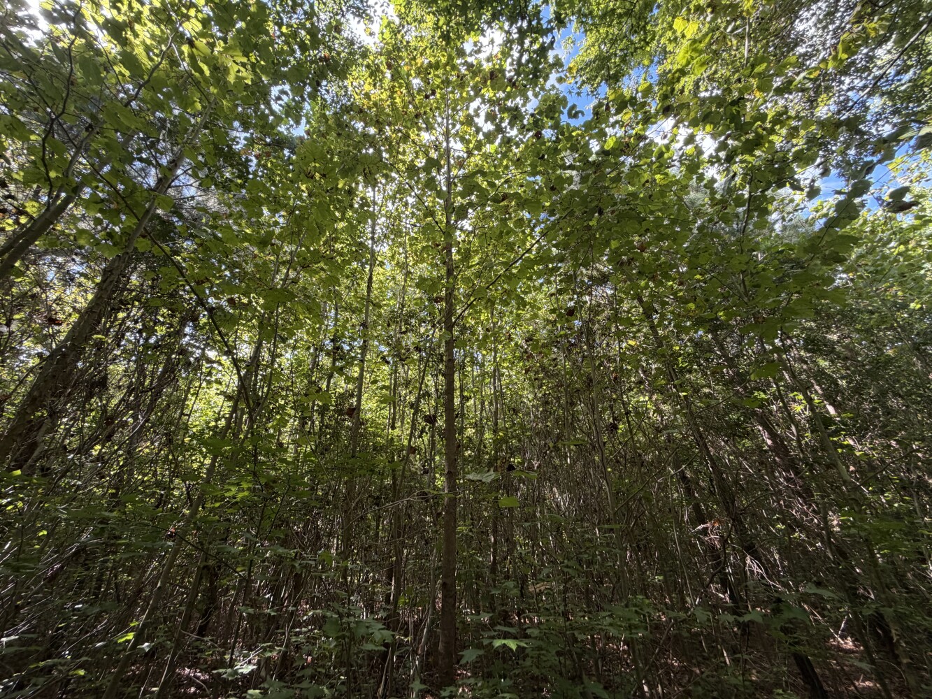 Photo 4 of 4 of land for sale at 320 Skipper Lane, Yorktown, VA 23693