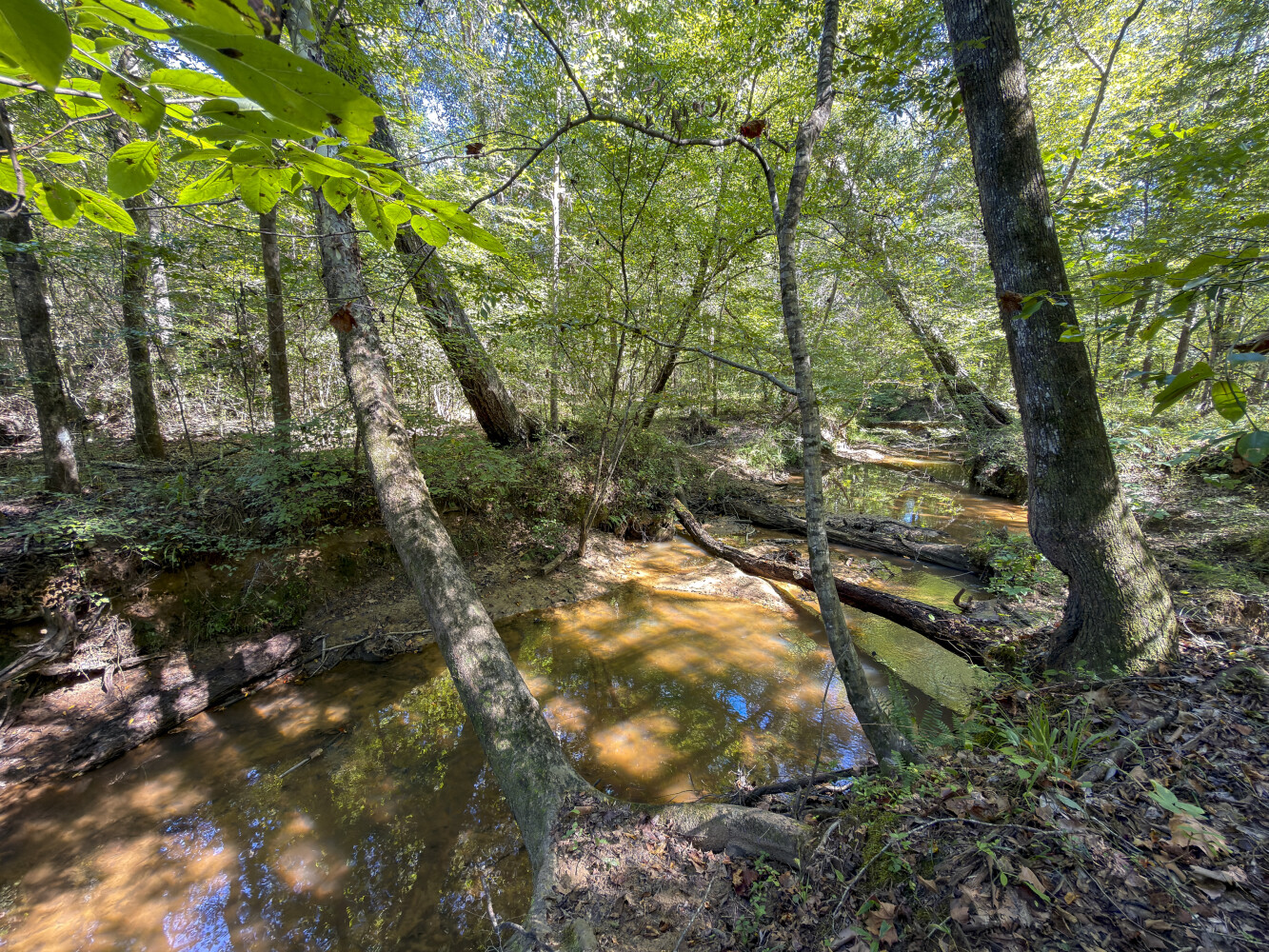 103 acres in Chilton County, AL: hunting land for sale near Clanton, AL